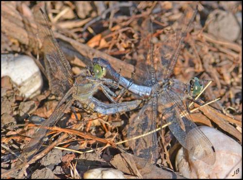 Orthetrum cancellatum